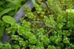 Rotala rotundifolia